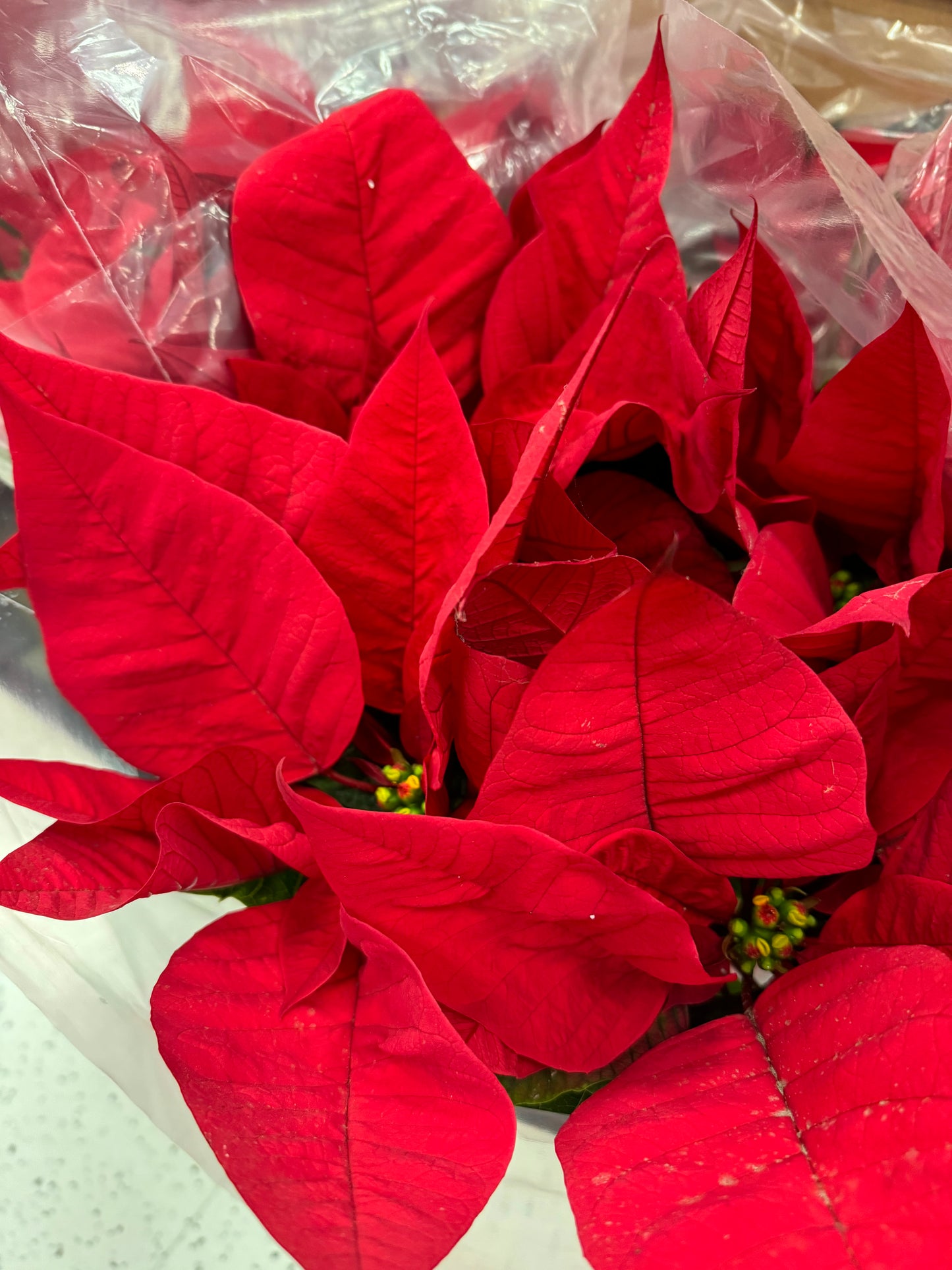 240-7 Rich Poinsettia