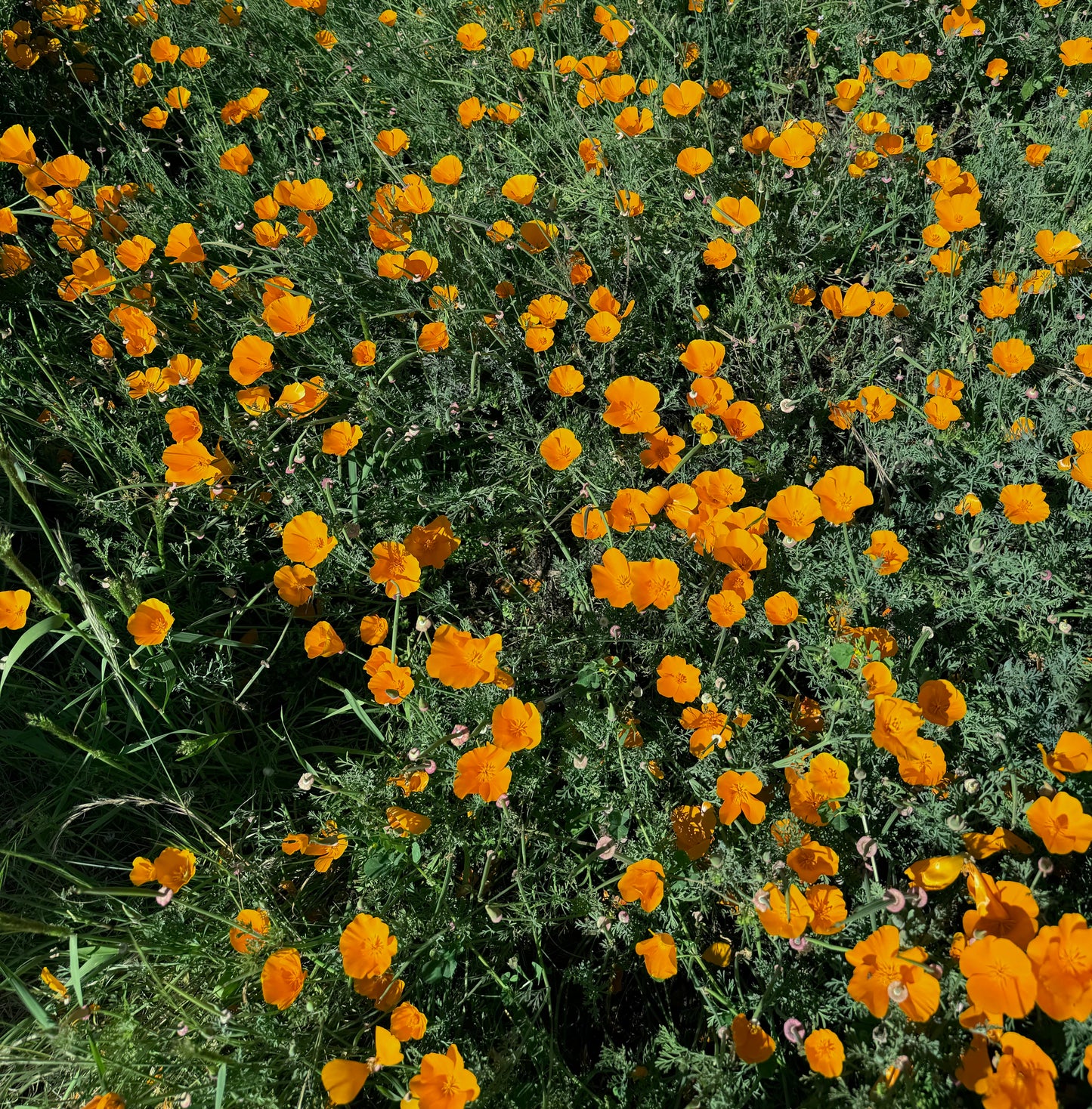 360-7 California Poppy