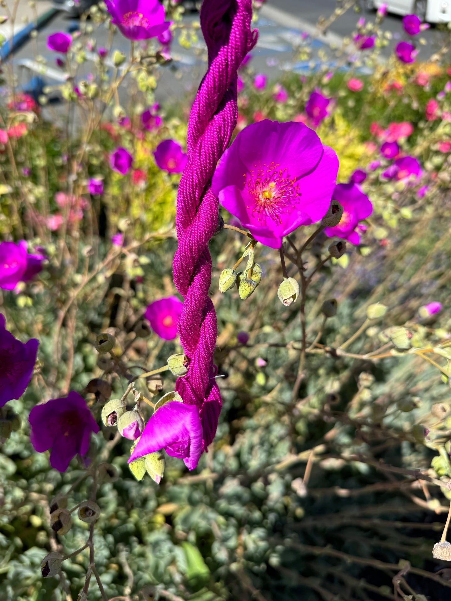 120-8 Buffalo Rose