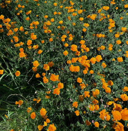 360-7 California Poppy